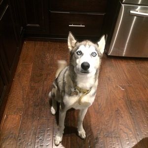 Meet your Posher, Misty