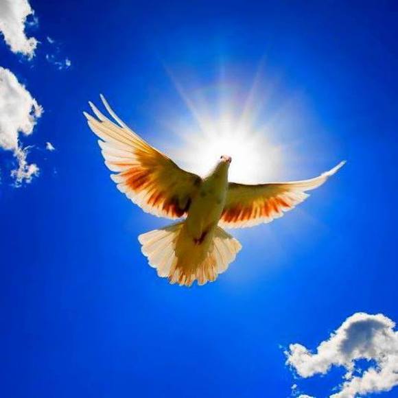 Meet your Posher, Perle - Picture 1 of 1