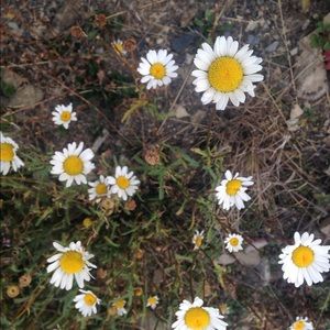 Meet your Posher, Elisabeth