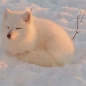 Meet your Posher, Tiffany