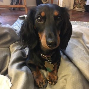 Meet your Posher, Bailey