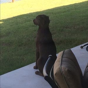 Meet your Posher, Casey