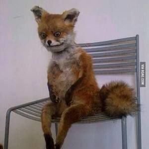 Meet your Posher, Ariel