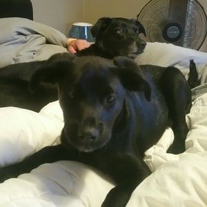 Meet your Posher, Taylor