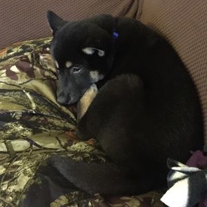 Meet your Posher, Ashburn