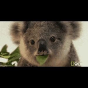 Meet your Posher, Gio