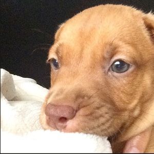 Meet your Posher, Toni