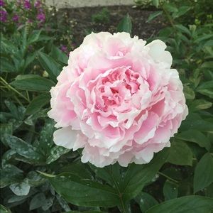 Meet your Posher, Allison