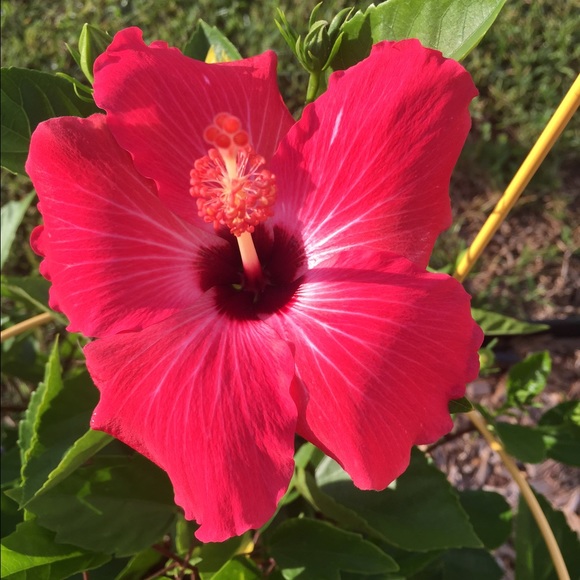 Meet your Posher, Shannan - Picture 2 of 2