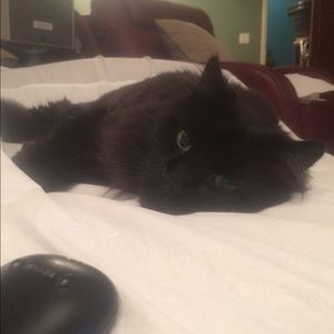 Meet your Posher, Sammy