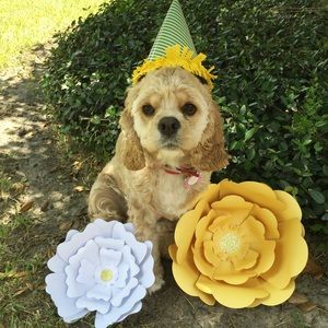 Meet your Posher, Elizabeth