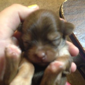 Meet your Posher, Anna