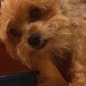 Meet your Posher, Carly