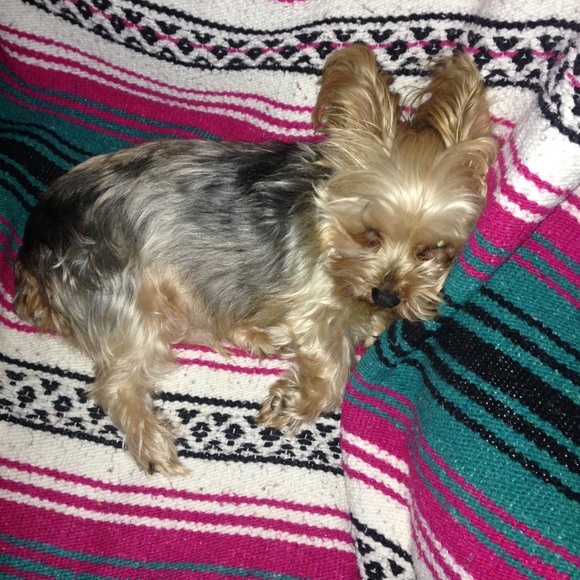 Meet your Posher, Amy - Picture 2 of 2