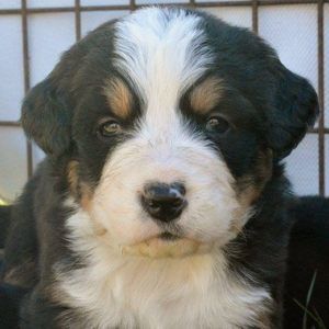 Meet your Posher, Dianne