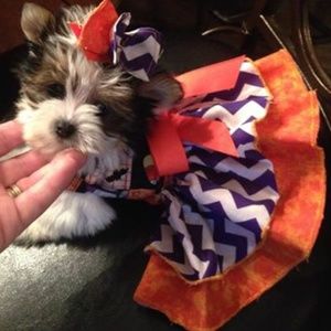 Check closet for our fall doggie collection❤️