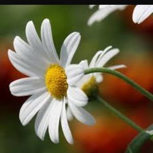 Meet your Posher, Mari