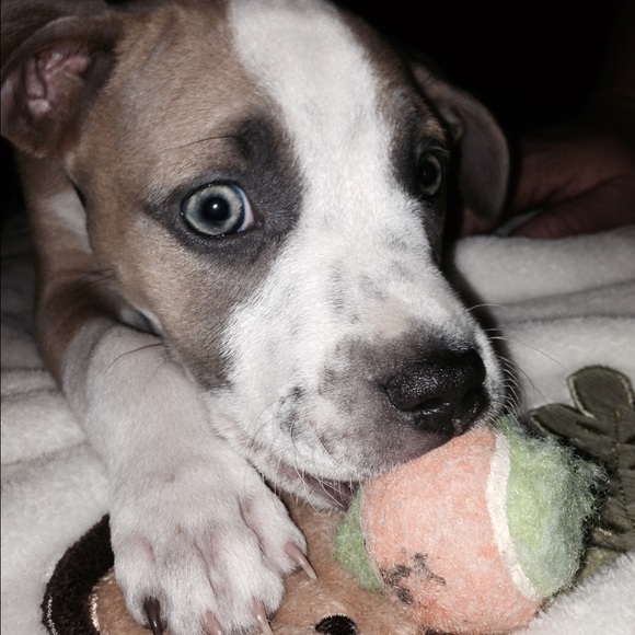 N e w e s t A d d i t i o n 🐶💕 - Picture 2 of 4