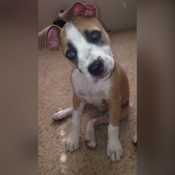 N e w e s t A d d i t i o n 🐶💕 - Picture 3 of 4