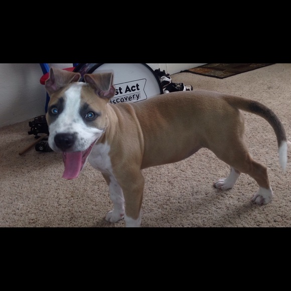 N e w e s t A d d i t i o n 🐶💕 - Picture 4 of 4