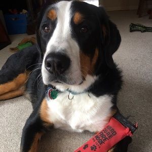 Meet your Posher, Lillyb