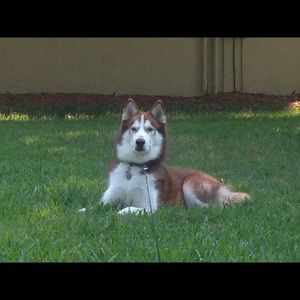 Meet your Posher, Duncan