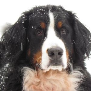 Meet your Posher, Michele