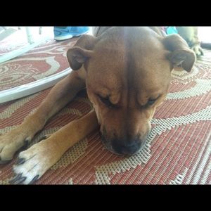 Meet your Posher, Brandi