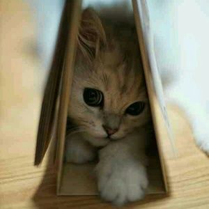 Meet your Posher, Devin