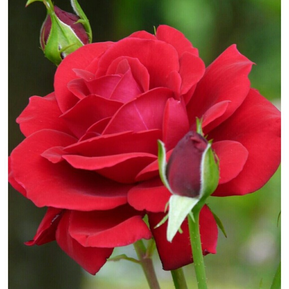 Meet your Posher, B - Picture 1 of 1