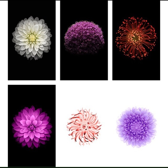 Meet your Posher, Albania - Picture 1 of 1