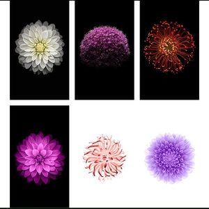 Meet your Posher, Albania