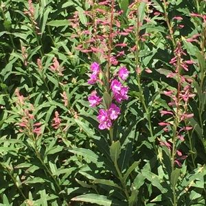 Meet your Posher, Audra