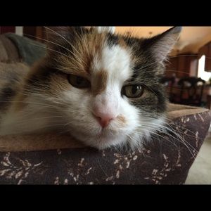 Meet your Posher, Joanne