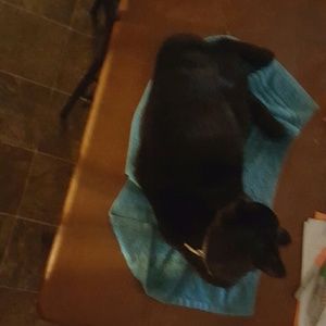 Meet your Posher, Dawn