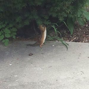 Meet your Posher, Brandi