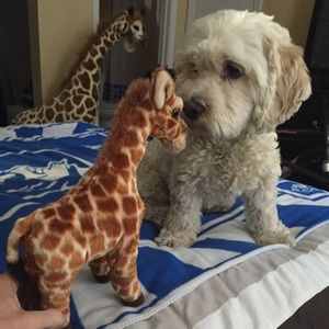 Meet your Posher, Liz