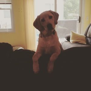 Meet your Posher, Heather