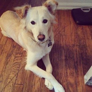 Meet your Posher, Alex