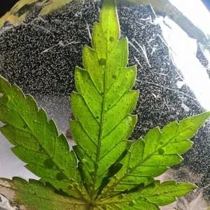 Meet your Posher, Bob