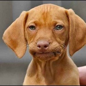 Meet your Posher, Liz