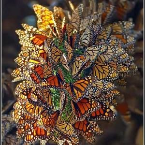 Meet your Posher, Paulette