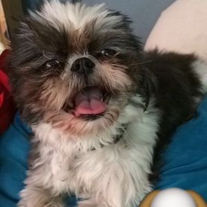 Meet your Posher, Alex