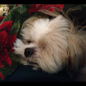 Meet your Posher, Morgan