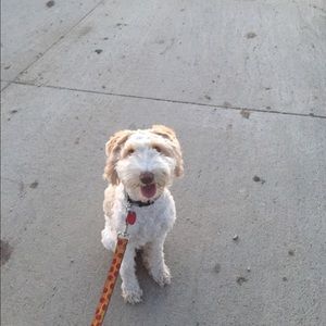 Meet your Posher, Brenda