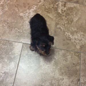 Meet your Posher, Tara