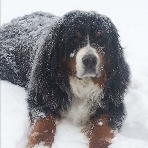 Meet your Posher, Laurie