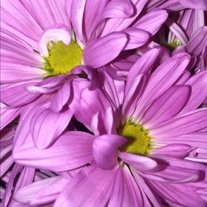 Meet your Posher, Alysha