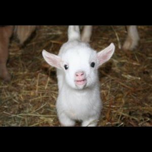 Meet your Posher, Meerah