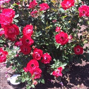 Meet your Posher, Tamara